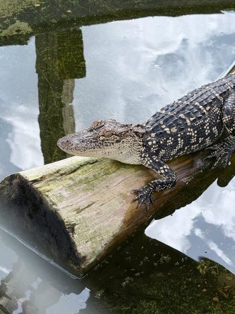 undefined Gallery Image 4