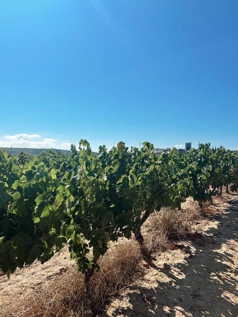 undefined Gallery Image 4