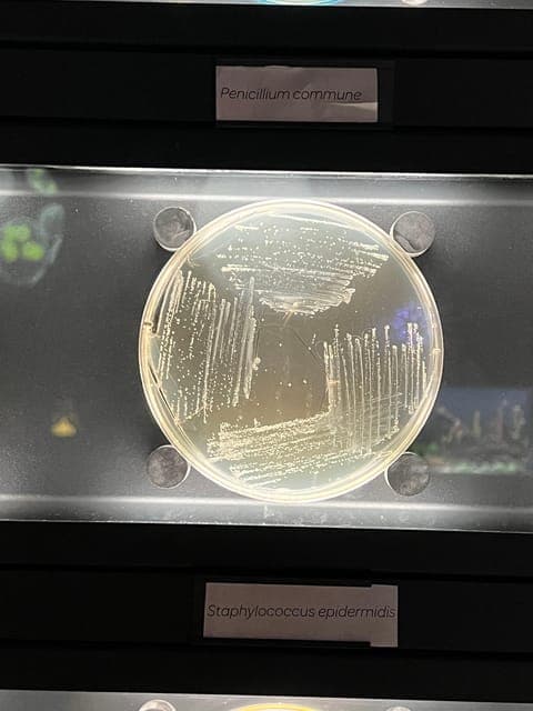 undefined Gallery Image 1