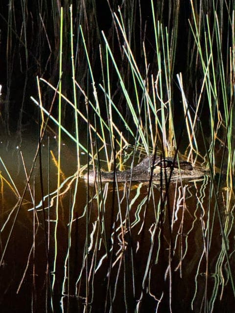 undefined Gallery Image 1