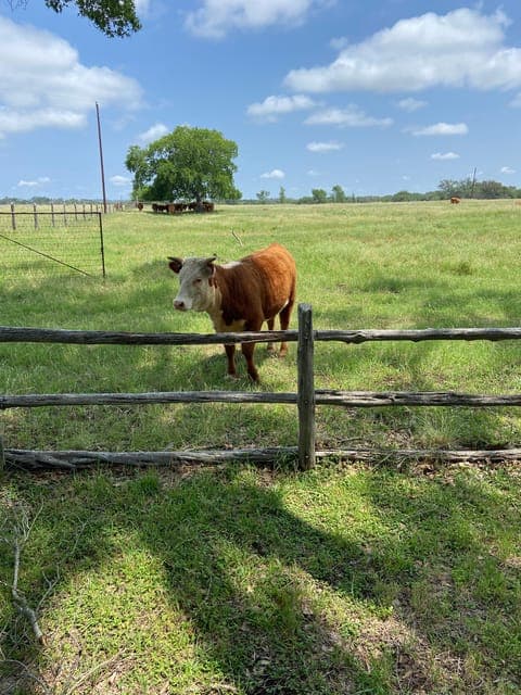 undefined Gallery Image 1