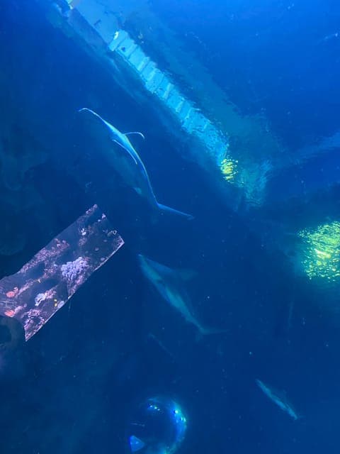 undefined Gallery Image 1