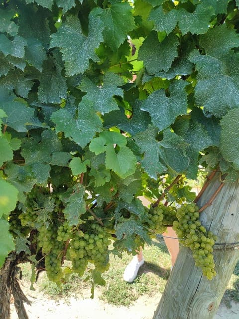 undefined Gallery Image 4