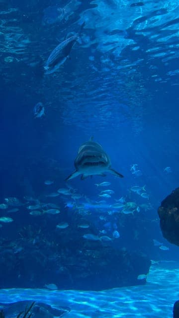 undefined Gallery Image 1