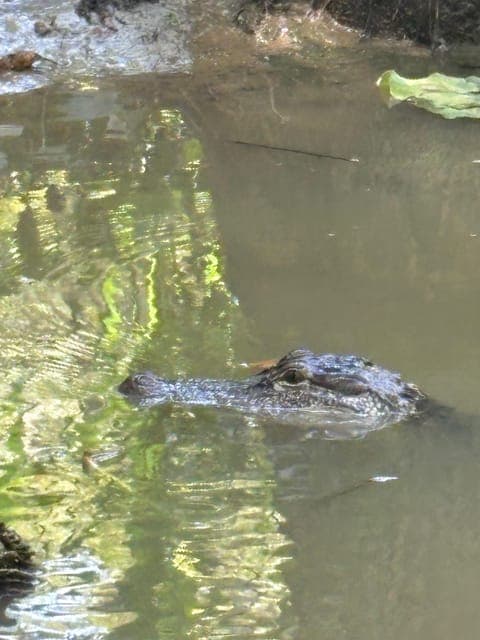 undefined Gallery Image 4