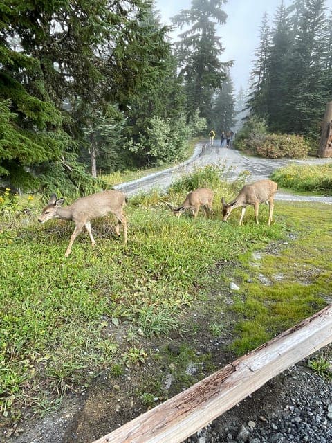 undefined Gallery Image 4