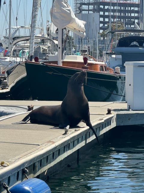 Venice Beach & Malibu View Boat Cruiser- Music Wine Sealions - Image 5