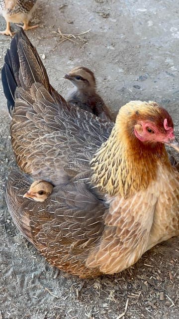 undefined Gallery Image 4