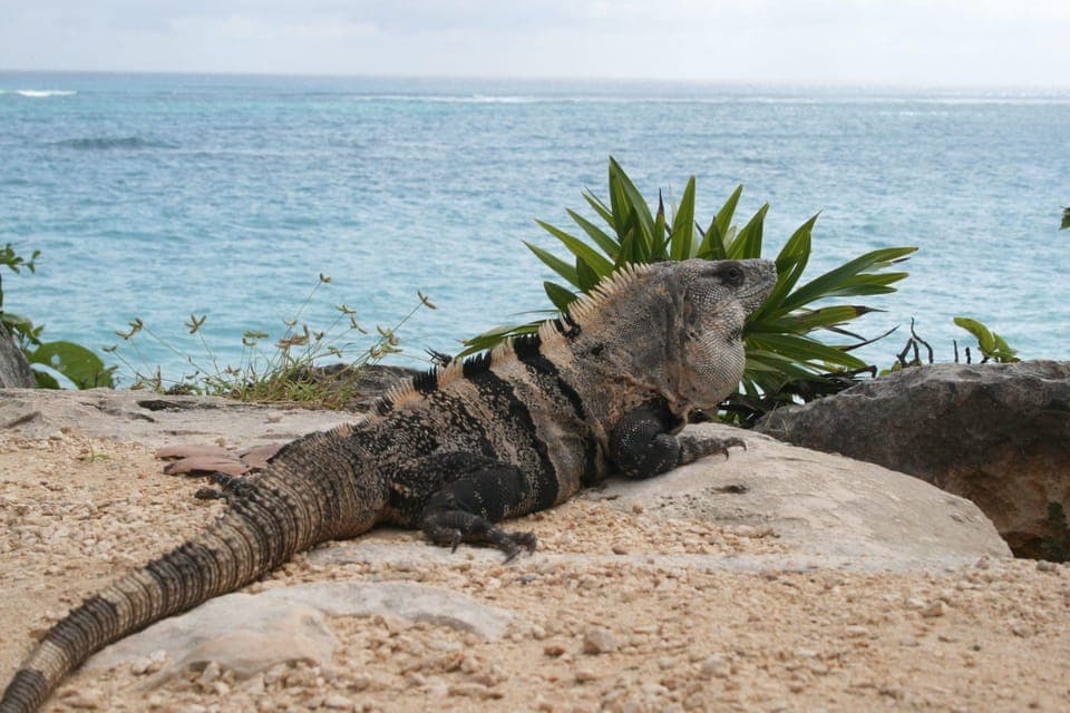 Cancun: Tulum, Coba and Cenote Archaeology and Nature Tour Gallery Image 2