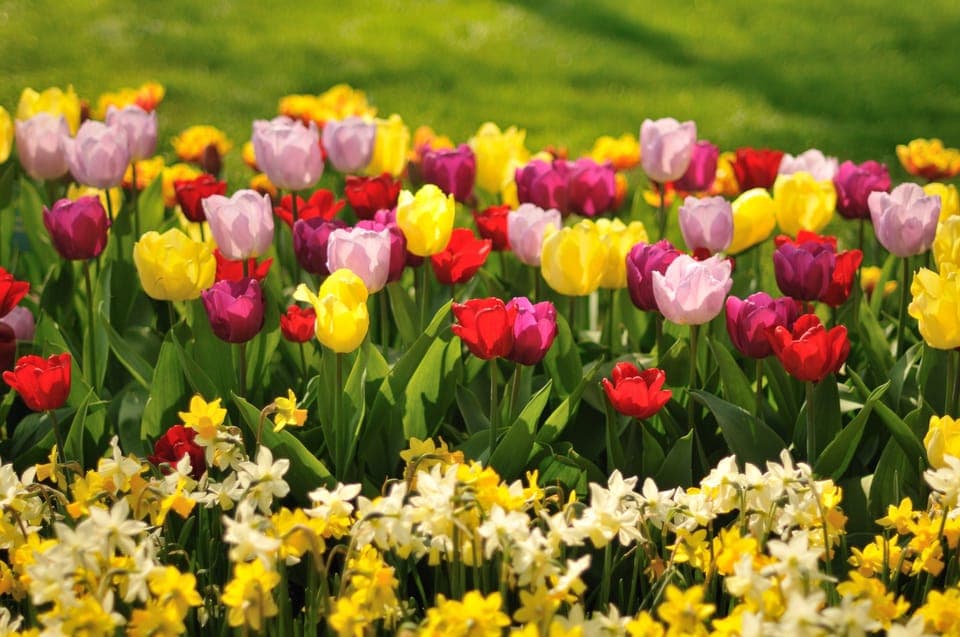 Private Day Trip to Keukenhof & De Tulperij Gallery Image 4