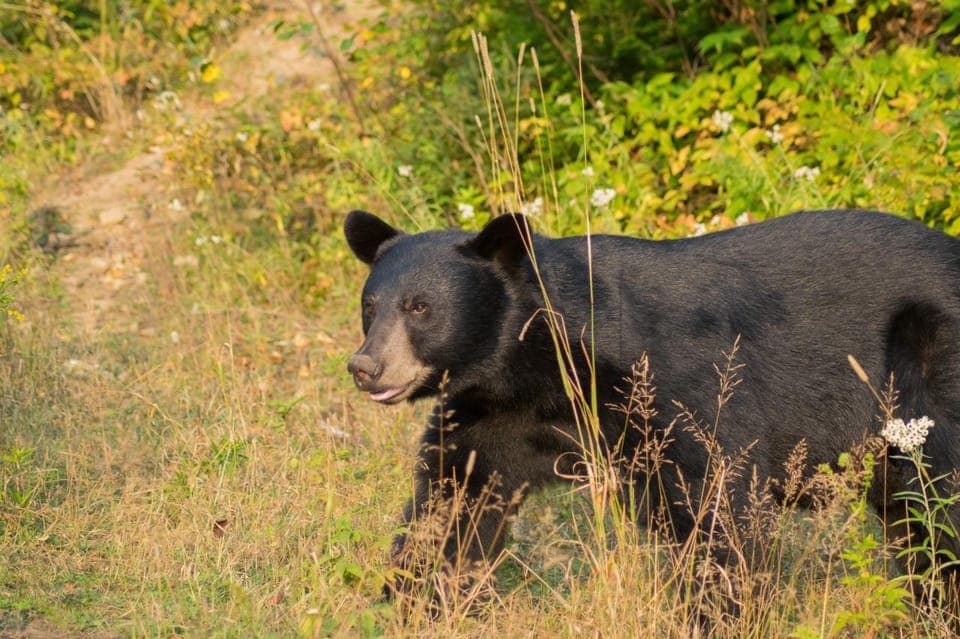 15 min. Tadoussac : Black Bear Observation with Expert Guide Gallery Image 3
