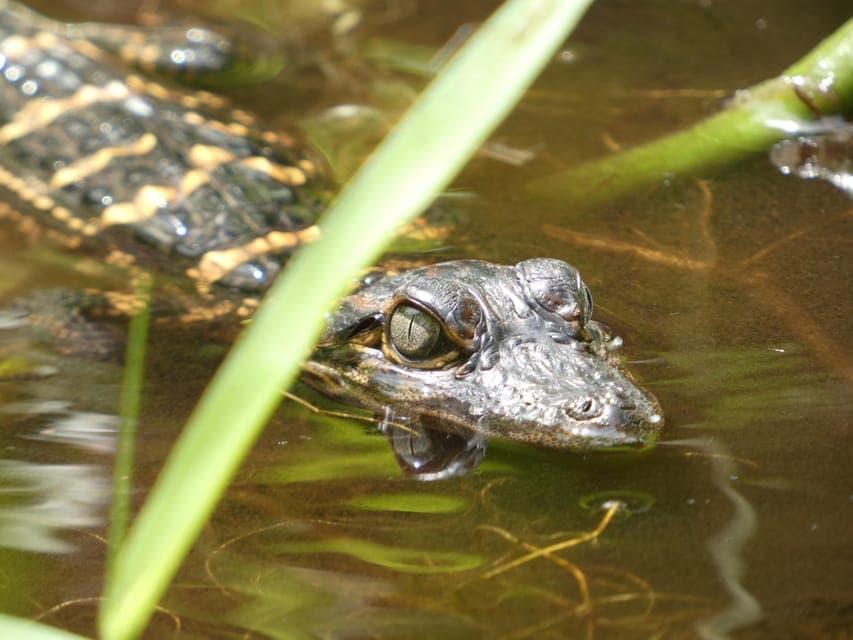 Blackwater Creek: Exclusive Nature Escape Kayak Adventure Gallery Image 2
