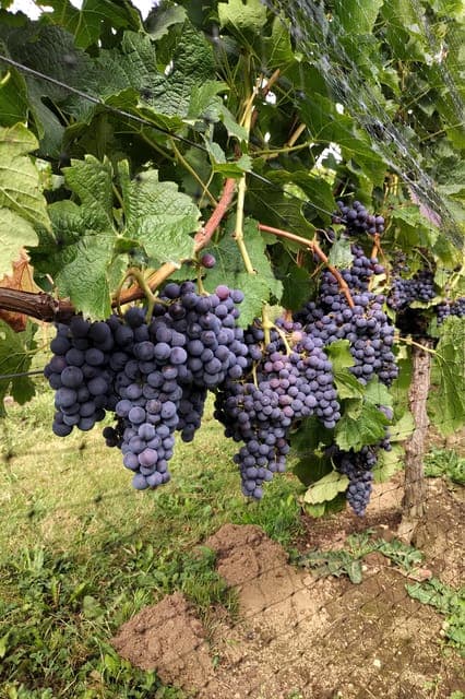 Half-Day Fraser Valley Wine Tour Gallery Image 4