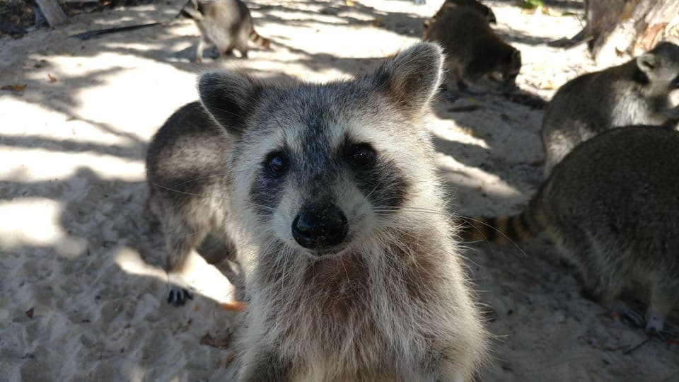Raccoon Island: Exploration on SUP/Kayak Gallery Image 4