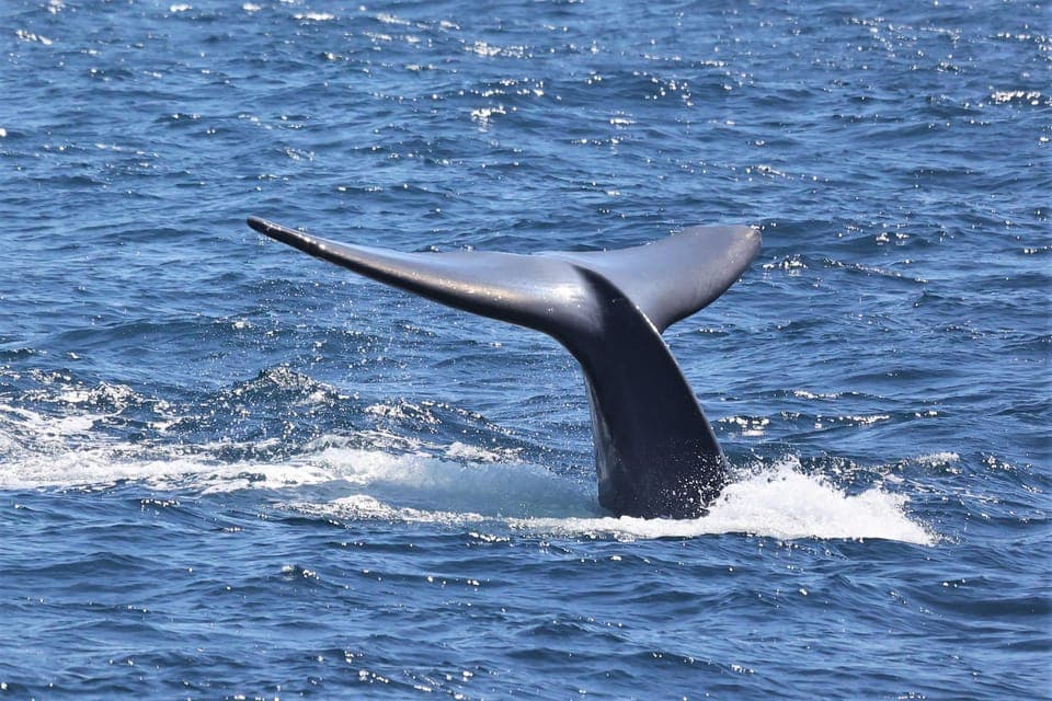 Whale Watching Cruise - Image 2