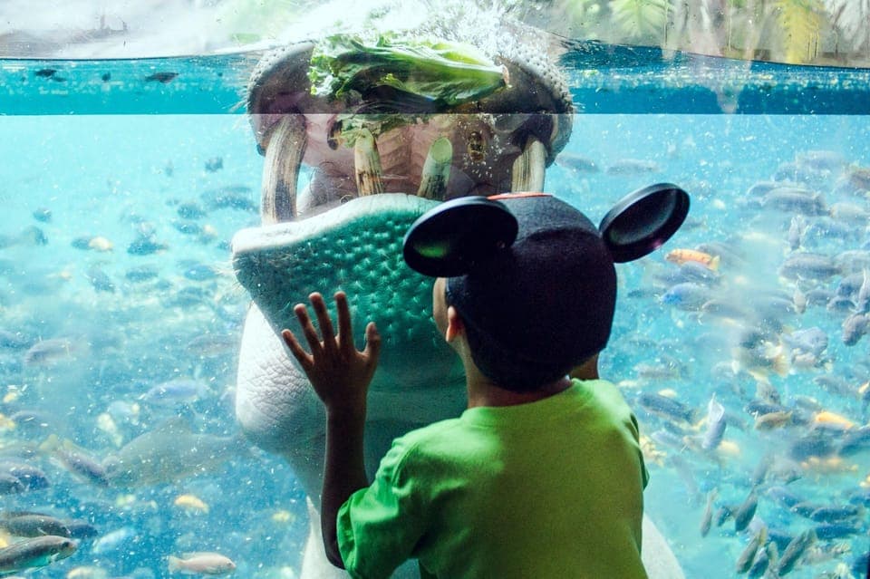 Walt Disney World Tickets with Park Hopper Gallery Image 2