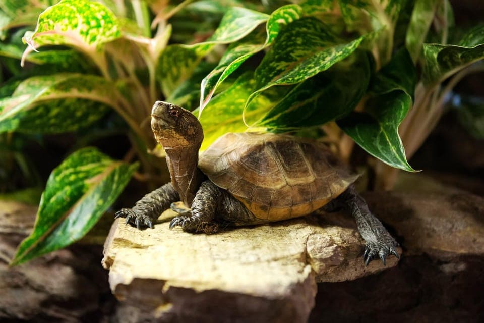 Central Park Zoo Skip-the-line Tickets & Private Transfers Gallery Image 4