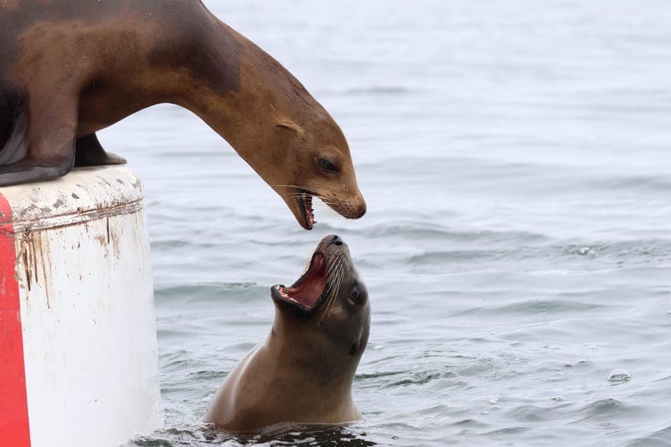 Newport Beach: 2-Hour Whale Watching Tour Gallery Image 3