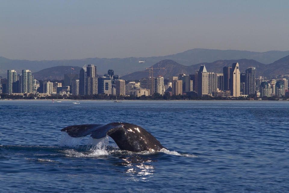 Whale Watching Cruise on the Yacht America Gallery Image 1