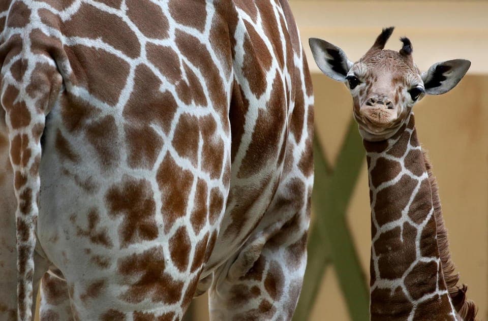 ARTIS Royal Zoo and ARTIS Groote Museum Ticket Gallery Image 4