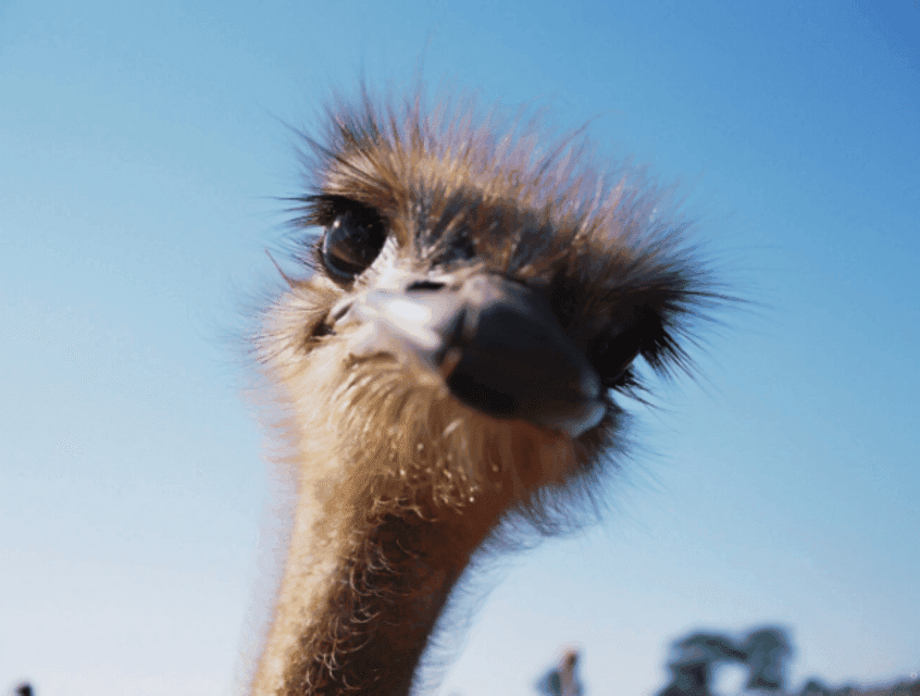 Santa Ynez Valley: Sideways Movie Inspired Wine Tour Gallery Image 3