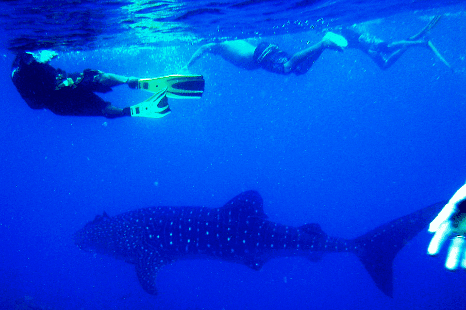 New Whale Shark Encounter Experience in Cancun !! Gallery Image 4