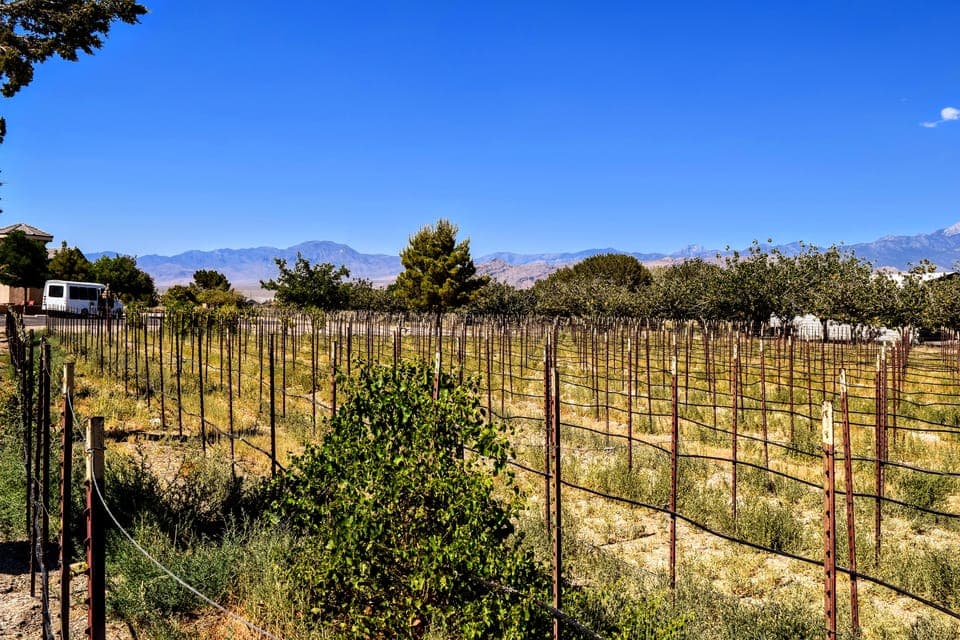 Las Vegas / Pahrump Wine Tasting Tour and snacks Gallery Image 4