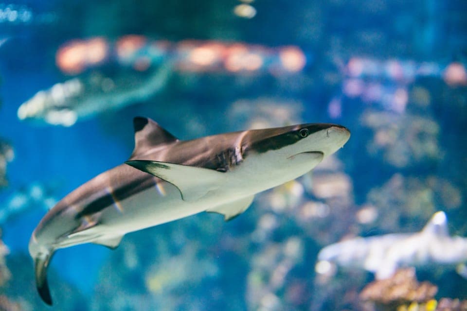 Hop-On Hop-Off Bus & Aquarium Tour Gallery Image 3