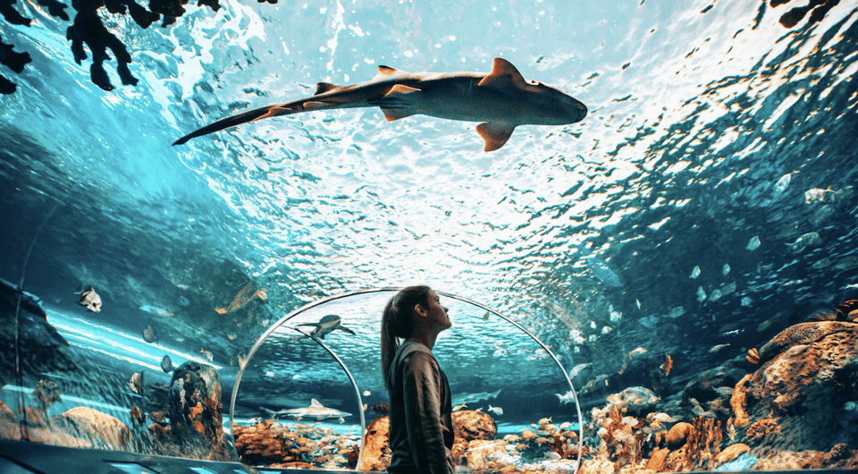 Ripley's Aquarium of Canada Entry Ticket Gallery Image 1