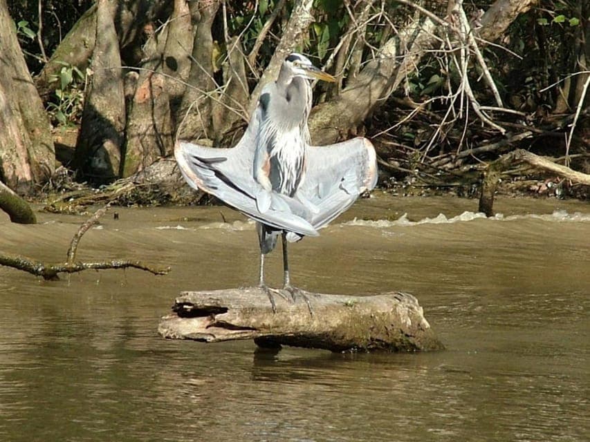 Honey Island Swamp Boat Tour with a Guide Gallery Image 2