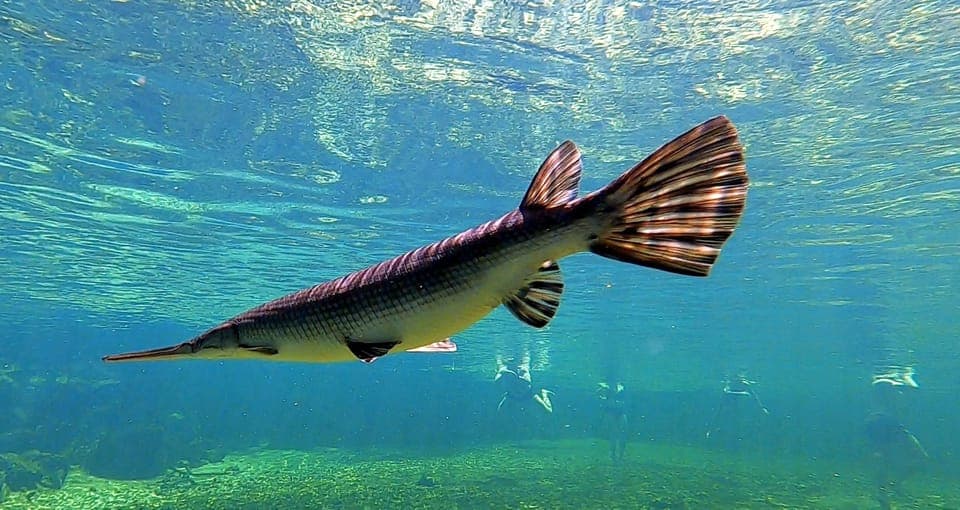 Blue Springs Manatee Kayak Tour Gallery Image 3