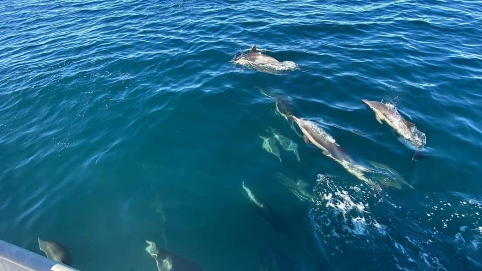 3 Hour Whale Watching Cruise Gallery Image 1