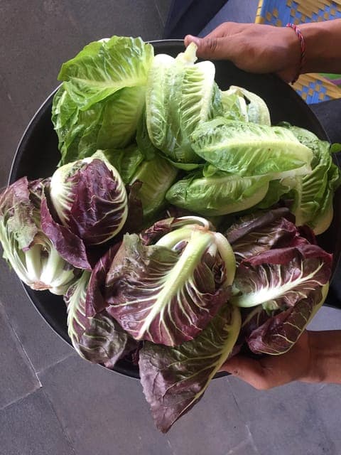 Farmer's Market + Street Food Walking Tour - Chef Curated Gallery Image 4