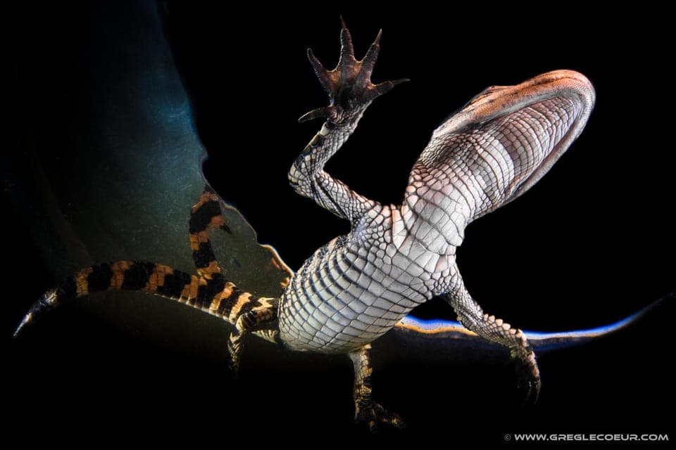 From Miami: Everglades at Night with Guided Airboat Tour Gallery Image 2