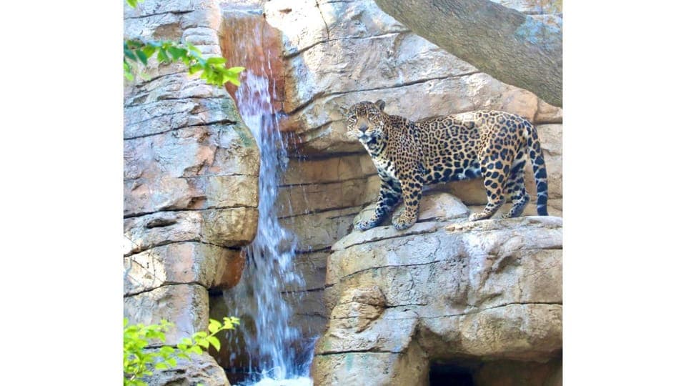 San Antonio Zoo Any Day Ticket Gallery Image 4