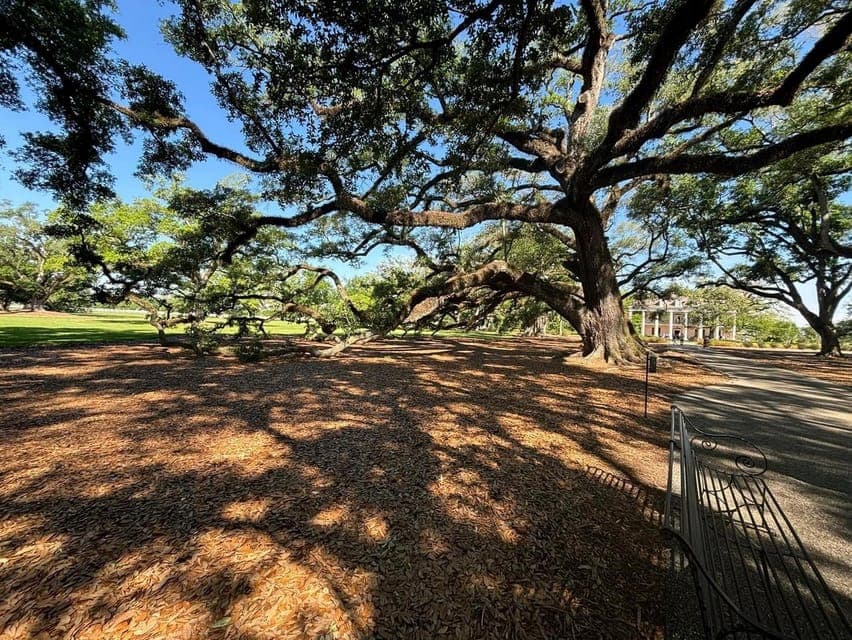 Oak Alley Plantation and Katrina City Tour Gallery Image 4