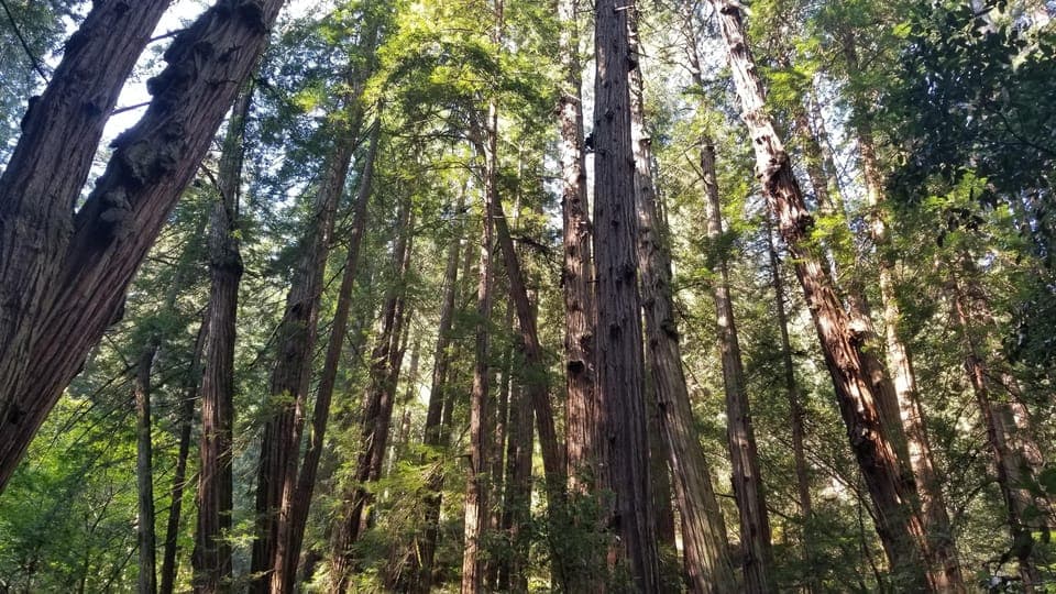 Muir Woods, Sausalito and Ferry back to Fisherman's Wharf Gallery Image 4