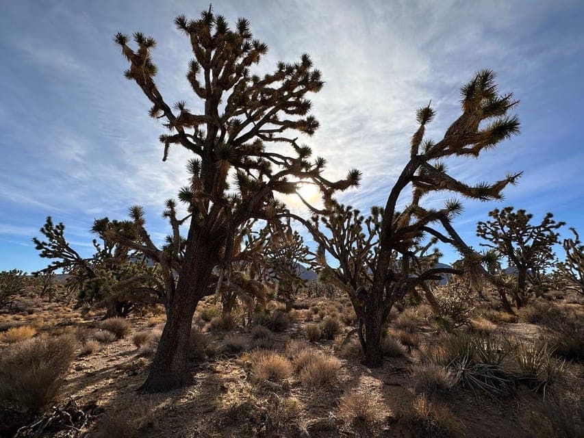 French-guided tour of the Grand Canyon, including Skywalk Gallery Image 2