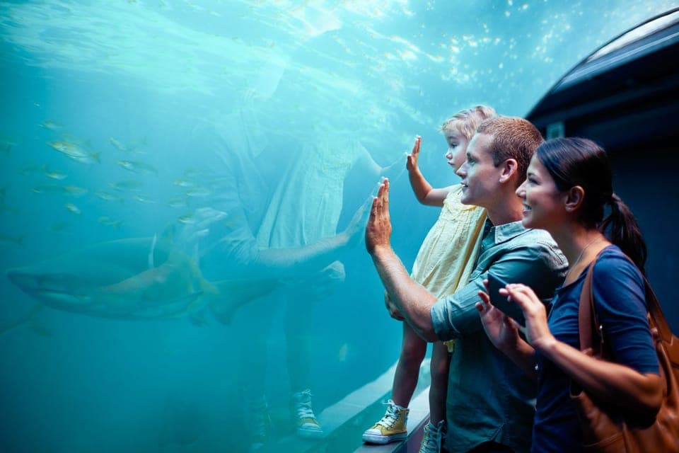 40. SEA LIFE Orlando Aquarium - Image 40