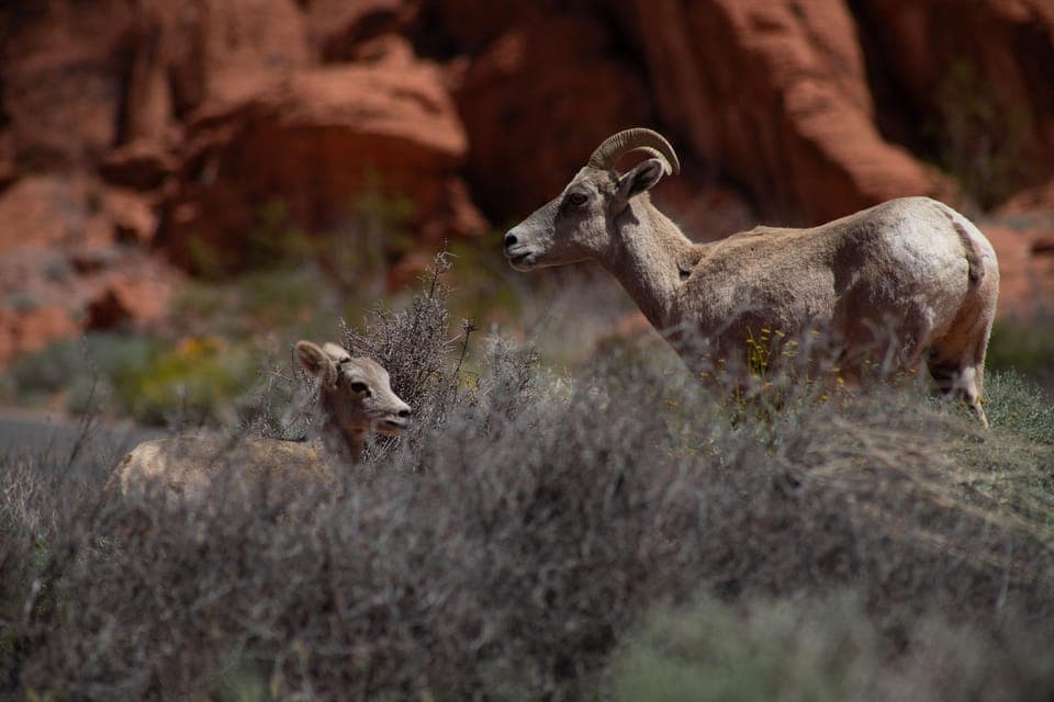 Valley of Fire Guided Hiking Tour & Mojave Desert Adventure Gallery Image 3