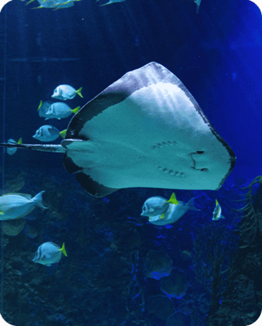 Fast Pass Ticket to Acuarium Inbursa Gallery Image 4