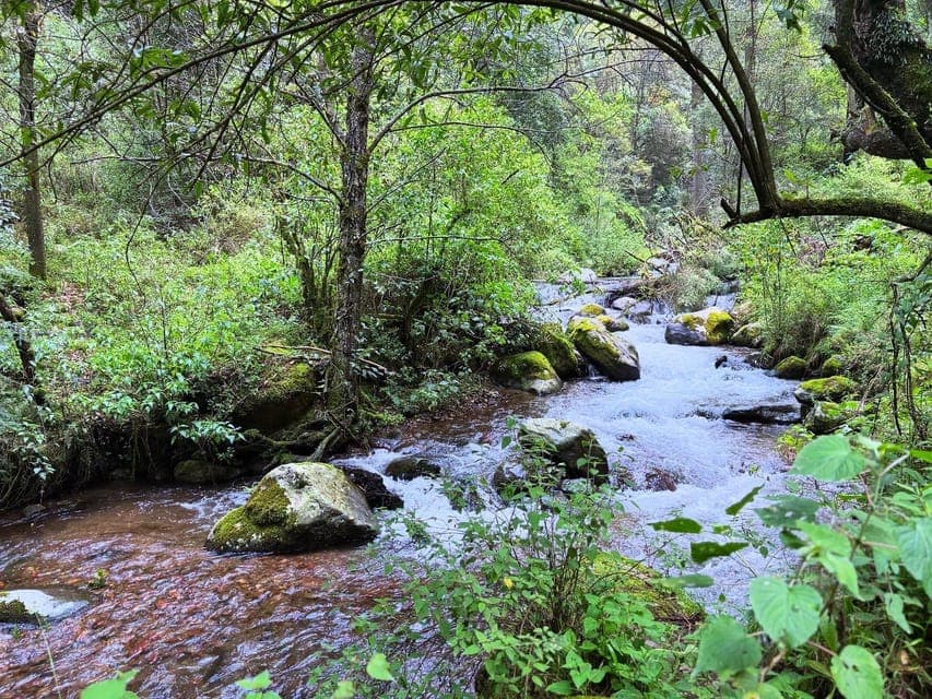 Guided Hike in the Dinamos Forest Gallery Image 2