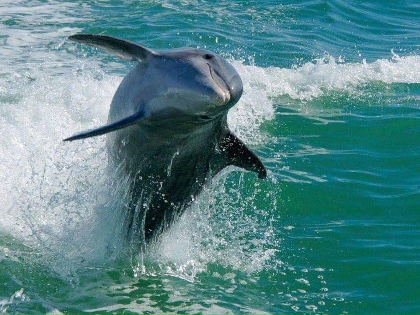 Madeira Beach: Egmont Key Snorkeling and Dolphin Cruise Gallery Image 1