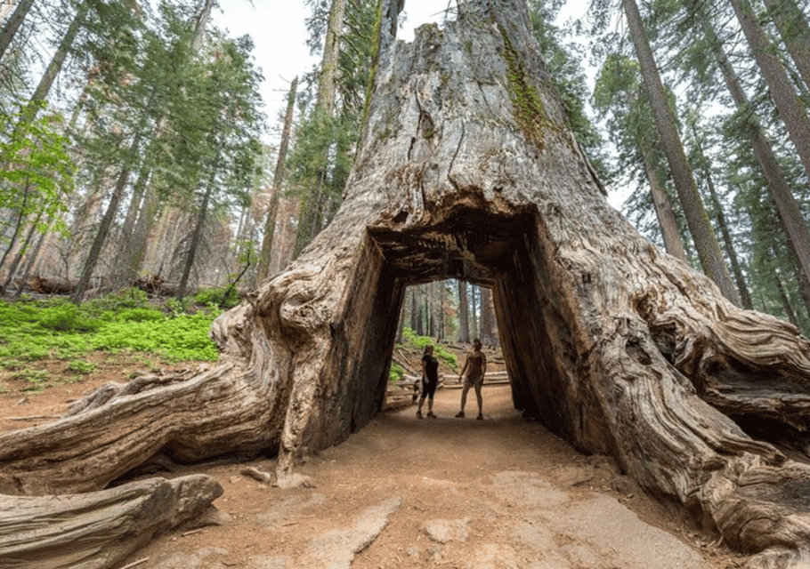 From San Jose:Enchanted Full Day Yosemite National Park Tour Gallery Image 4