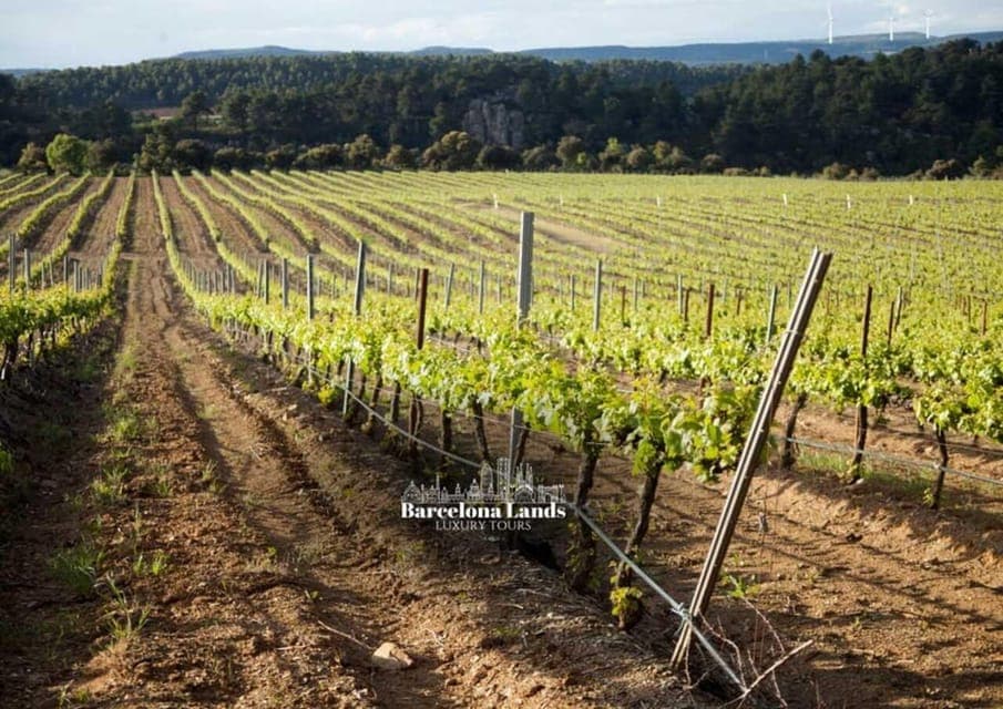 Tour Luxury for Priorat, Wine tasting & Lunch Gallery Image 1