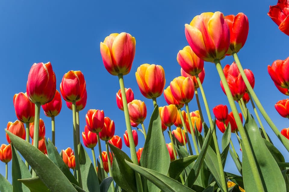 take the famous Tulip route tour Gallery Image 2