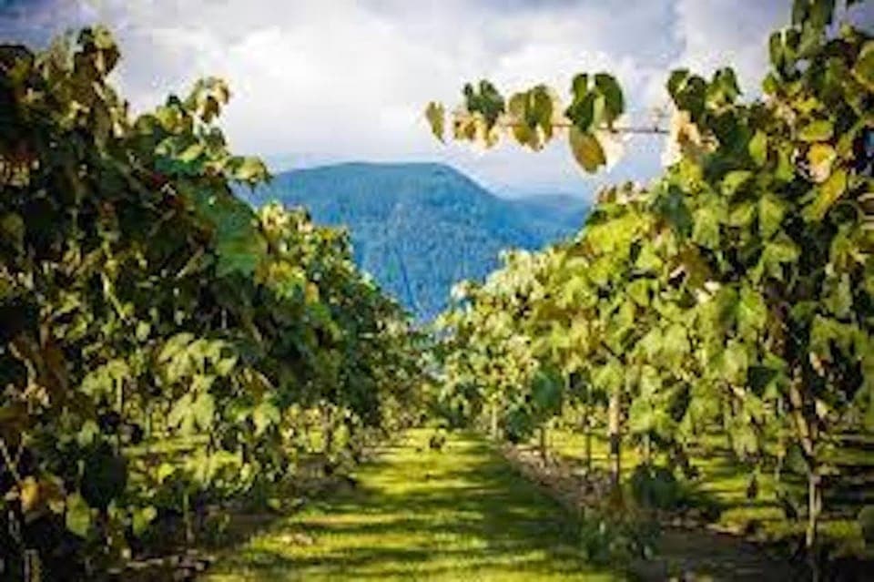 Half-Day Fraser Valley Wine Tour Gallery Image 2