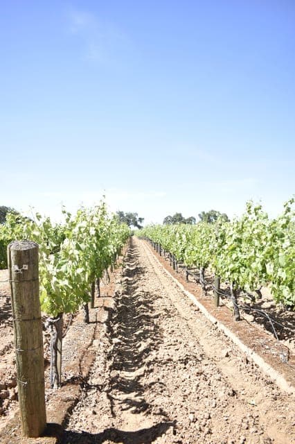 22. Lodi: Wine Tasting Tour Private Customized 1 -14 Group - Image 22