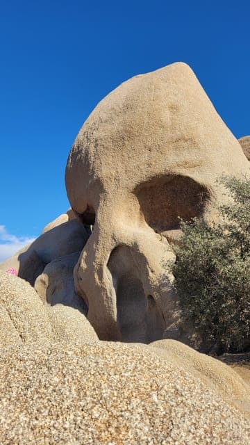 Private tour to Joshua Tree National park from Los Angeles Gallery Image 4