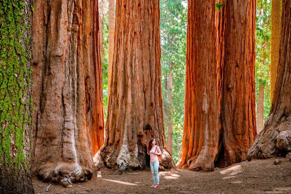 25. Day Trip to Yosemite with Giant Sequoias Hike - Image 25